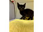 Adopt VINCENT a Domestic Short Hair