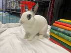 Adopt Oreo Man a Bunny Rabbit