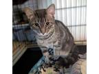 Adopt Frasier a Domestic Short Hair