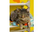 Adopt Tomato Soup a Domestic Short Hair