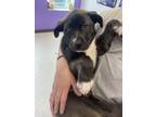 Adopt Pepsi a Labrador Retriever, Mixed Breed