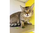 Adopt French Onion Soup a Domestic Short Hair