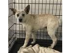 Adopt Valley a Cattle Dog