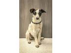 Adopt Manor a Cattle Dog, Mixed Breed