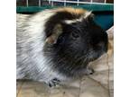 Adopt Winston a Guinea Pig