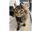 Adopt Alex FIV+ (Bonded with Claire) a Domestic Medium Hair, Domestic Short Hair