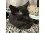 Adopt Fluffy a Domestic Short Hair