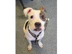 Adopt JACK a Pit Bull Terrier, Boxer
