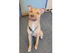 Adopt NOODLES a Labrador Retriever, Mixed Breed