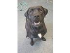 Adopt OOGIE a Labrador Retriever