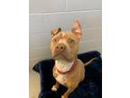 Adopt Meatball a Pit Bull Terrier, Mixed Breed