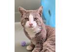 Adopt Benjamin a Domestic Short Hair