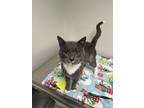 Adopt Soldier Boy a Domestic Short Hair