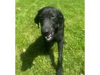 Adopt Joey a Labrador Retriever, Mixed Breed