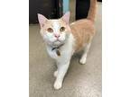 Adopt Button a Domestic Short Hair