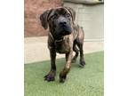 Adopt Porter House a Mastiff, Mixed Breed