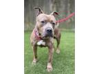 Adopt Ribeye a Pit Bull Terrier, Mixed Breed