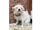 Adopt Falkor a Terrier, Shih Tzu