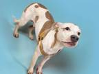 Adopt DENO a Pit Bull Terrier, Mixed Breed