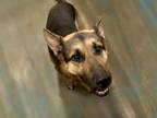 Adopt TIMOTHY a German Shepherd Dog, Mixed Breed