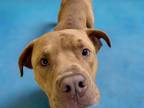 Adopt FRAPPE a Pit Bull Terrier