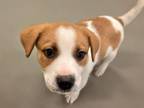 Adopt COPPER a Labrador Retriever, Mixed Breed