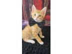 Adopt Chicken Wing a Domestic Short Hair