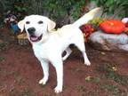 Adopt WIGGLES a Labrador Retriever, Mixed Breed