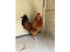 Adopt A430584 a Chicken
