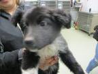 Adopt A431138 a German Shepherd Dog