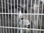 Adopt MAXIMUS a German Shorthaired Pointer, Mixed Breed