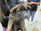 Adopt A431140 a German Shepherd Dog