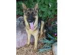 Adopt A431380 a German Shepherd Dog, Mixed Breed