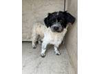 Adopt A430825 a Shih Tzu, Mixed Breed