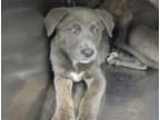 Adopt A430947 a Pit Bull Terrier, Mixed Breed