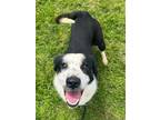 Adopt SCOTTIE a Border Collie, Mixed Breed