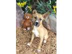 Adopt TY a Terrier, Mixed Breed