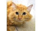 Adopt Sunshine a Domestic Long Hair, Domestic Short Hair