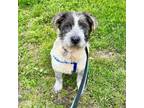 Adopt Yukon a Terrier