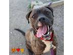 Adopt BEETLE a Pit Bull Terrier, Mixed Breed