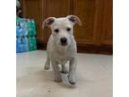Adopt Wexford Litter 4 a Border Collie, Pit Bull Terrier