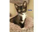 Adopt Ducky (24-288) a Tuxedo