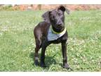 Adopt Stone a Mountain Cur, Mixed Breed