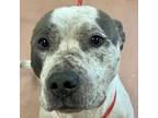 Adopt CASPER a Mixed Breed