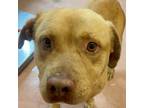 Adopt LANGSTON a Mixed Breed