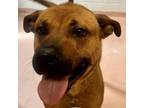 Adopt GROVER a Mixed Breed