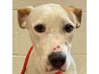 Adopt RITZ a Mixed Breed