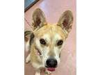 Adopt COYOTE a Mixed Breed