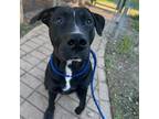 Adopt My Guy a Pit Bull Terrier, Black Labrador Retriever