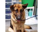 Adopt Cote a German Shepherd Dog